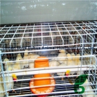 Chicken Cage