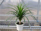 Foliage Plant (FS082)