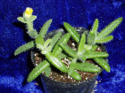 Cactus and Succulent (P6090219)
