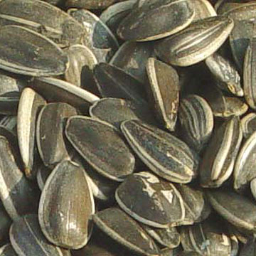 Sunflower seed